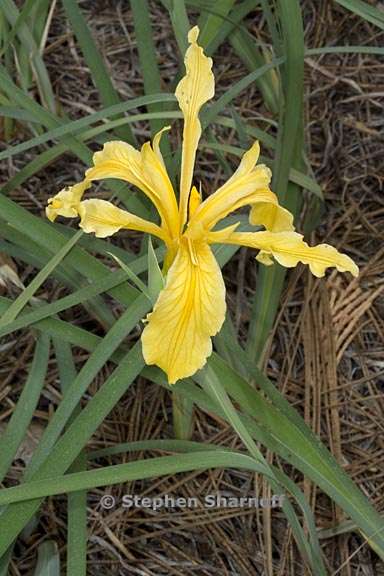 iris hartwegii ssp hartwegii 6 graphic